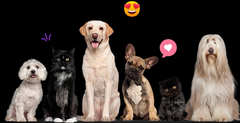 Find the right match for your dog without the guesswork Find the right match for your dog without the guesswork
