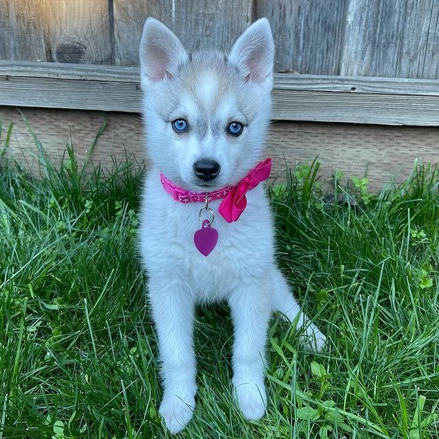 Find Your Perfect Little Alaskan Companion Today Find Your Perfect Little Alaskan Companion Today