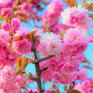 Choosing a Trustworthy Partner for Natural Food Colours Choosing a Trustworthy Partner for Natural Food Colours