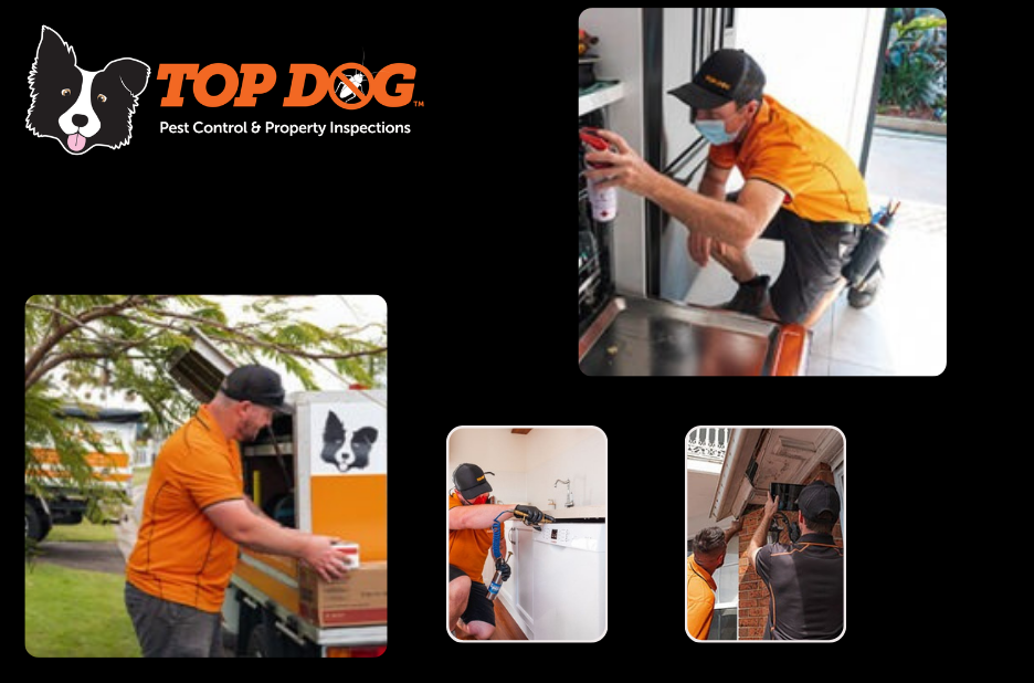 Comprehensive guide to building and pest inspections on the Gold Coast Comprehensive guide to building and pest inspections on the Gold Coast