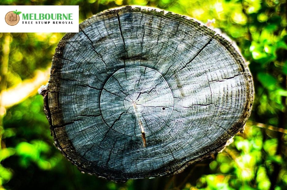 Expert Stump Grinding Melbourne Services for Safe and Efficient Tree Removal Expert Stump Grinding Melbourne Services for Safe and Efficient Tree Removal