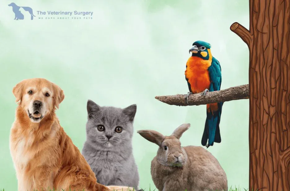 Expert Vet Center Qatar Services for Advanced Pet Care and Compassionate Treatment Expert Vet Center Qatar Services for Advanced Pet Care and Compassionate Treatment