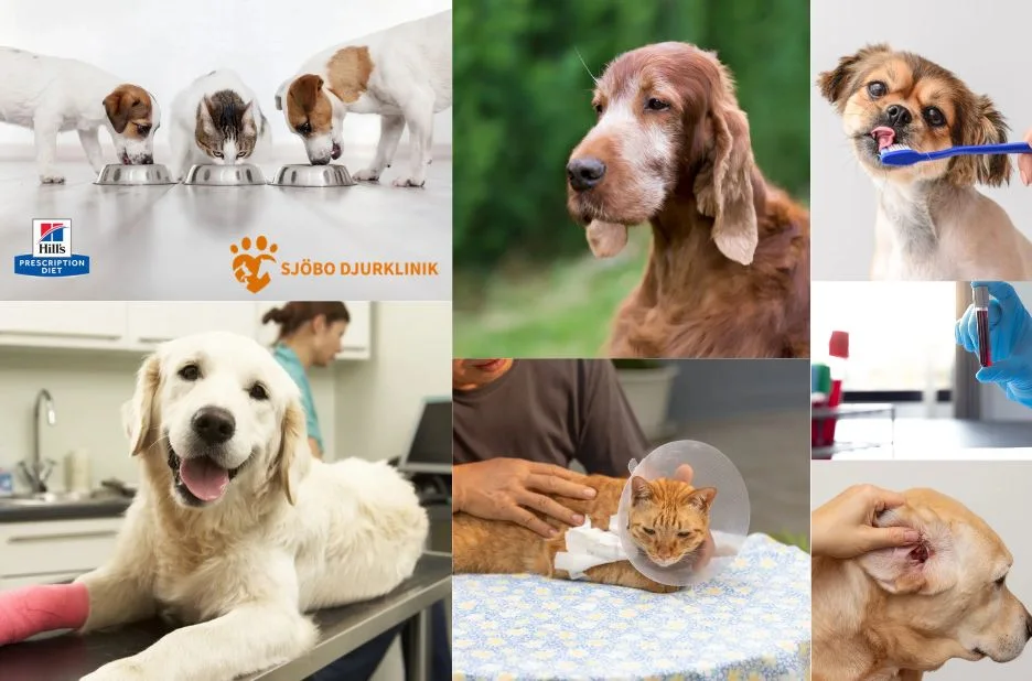 Expert Hund Tandvård i Skurup – Professionell Omsorg för Din Hunds Tänder Expert Hund Tandvård i Skurup – Professionell Omsorg för Din Hunds Tänder