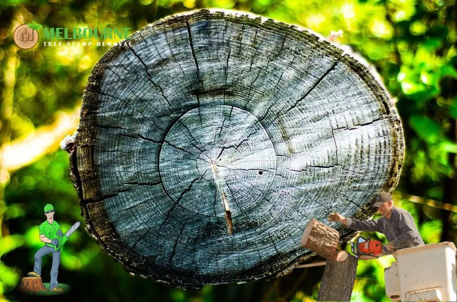 Professional Stump Grinding Caroline Springs Services for Safe and Efficient Tree Maintenance Professional Stump Grinding Caroline Springs Services for Safe and Efficient Tree Maintenance