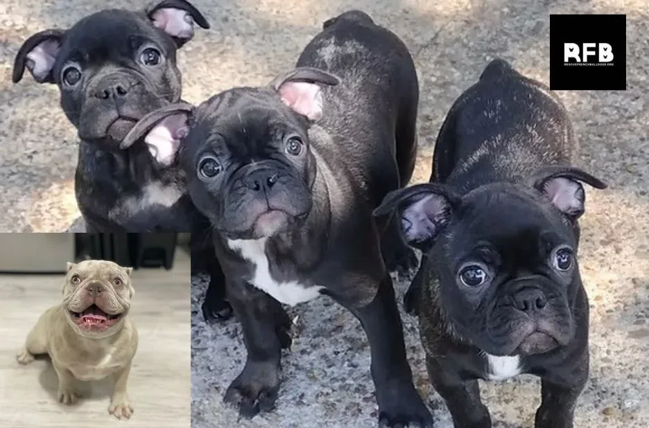 French Bulldog Rescue: Find Loving Homes and Support Lifesaving Efforts French Bulldog Rescue: Find Loving Homes and Support Lifesaving Efforts