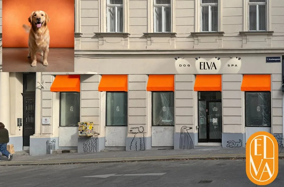 Professionelle Fellpflege für Hunde in Wien – Gesunde und glänzende Hundepflege entdecken Professionelle Fellpflege für Hunde in Wien – Gesunde und glänzende Hundepflege entdecken