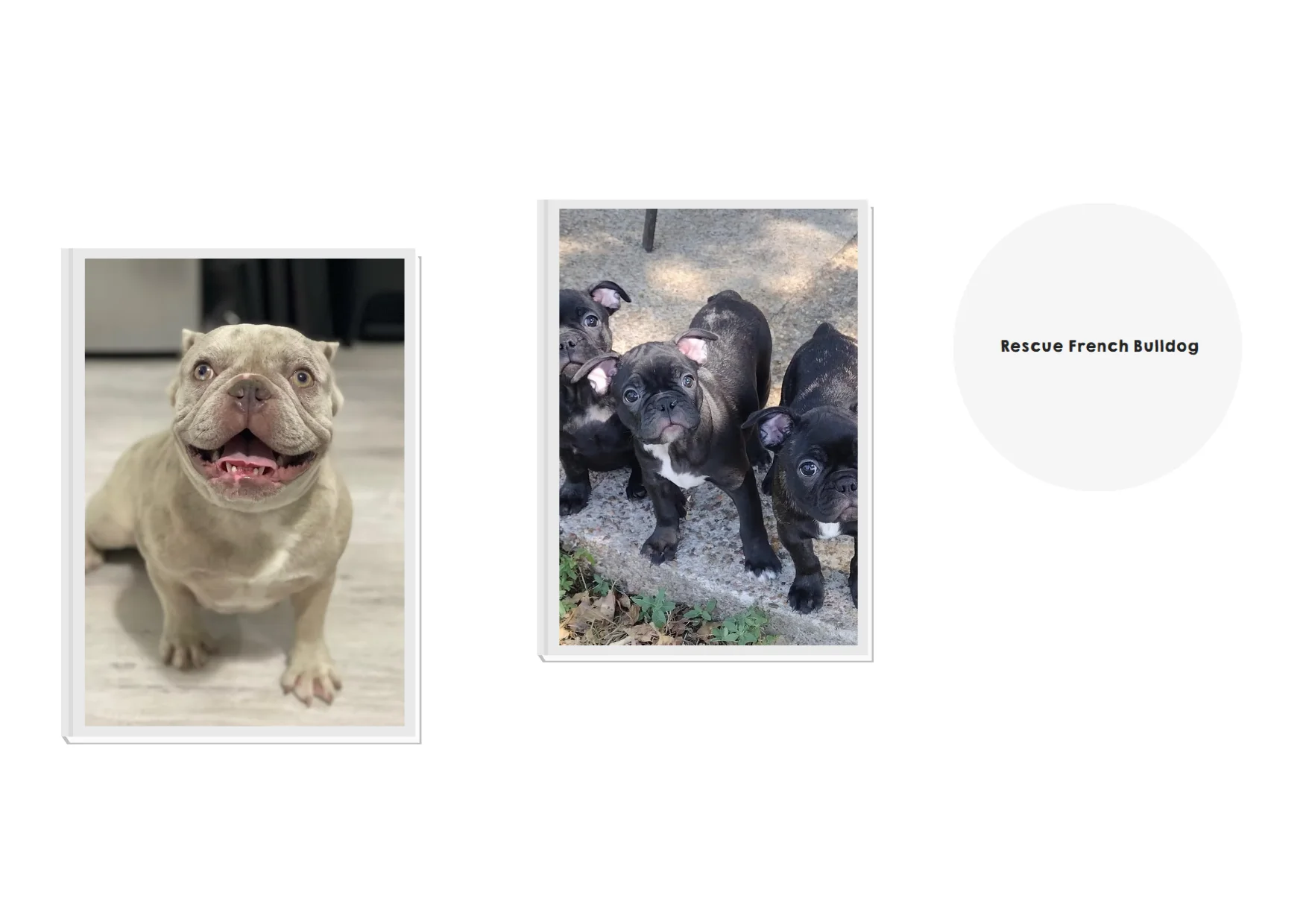 French Bulldog Rescue: How to Support and Adopt Rescue French Bulldogs Safely French Bulldog Rescue: How to Support and Adopt Rescue French Bulldogs Safely