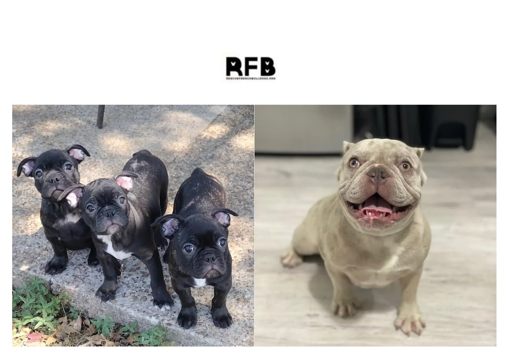 How to Rescue a French Bulldog and Provide a Loving Forever Home How to Rescue a French Bulldog and Provide a Loving Forever Home