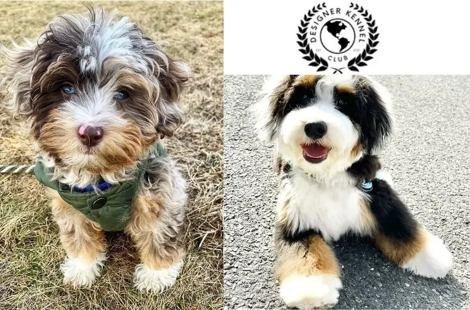 Unlocking the Advantages of Registering Your Cane Corso with a Trusted Registry Unlocking the Advantages of Registering Your Cane Corso with a Trusted Registry