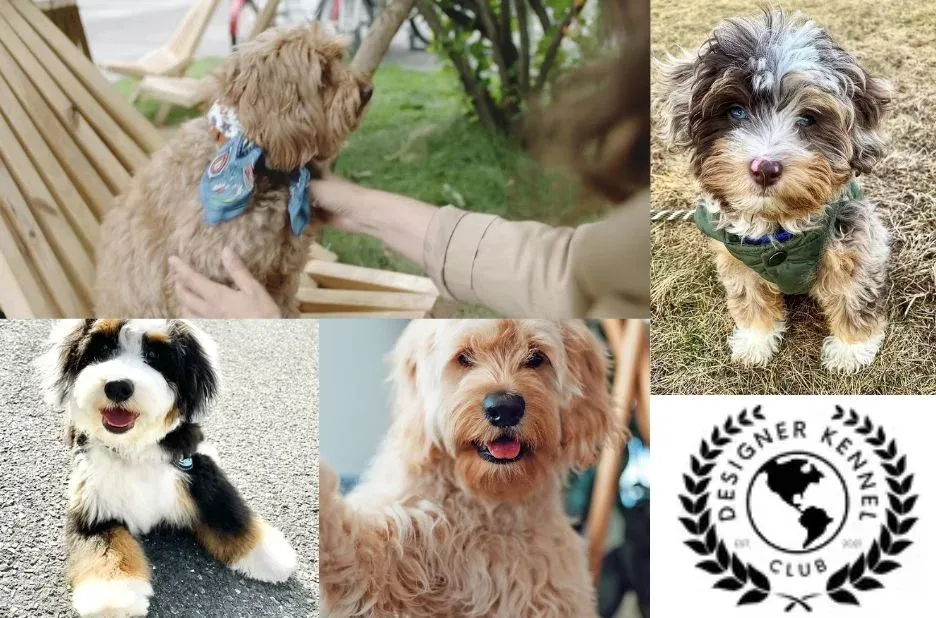 How to Register Your Puppy: Step-by-Step Guide and Expert Tips How to Register Your Puppy: Step-by-Step Guide and Expert Tips