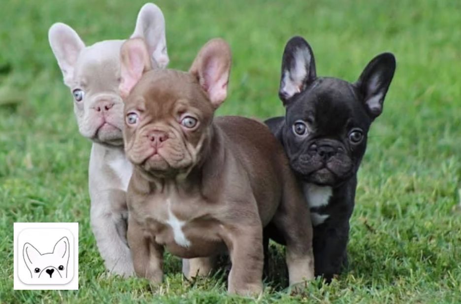 Find a French Bulldog for Sale: Tips to Choose a Healthy Puppy Find a French Bulldog for Sale: Tips to Choose a Healthy Puppy