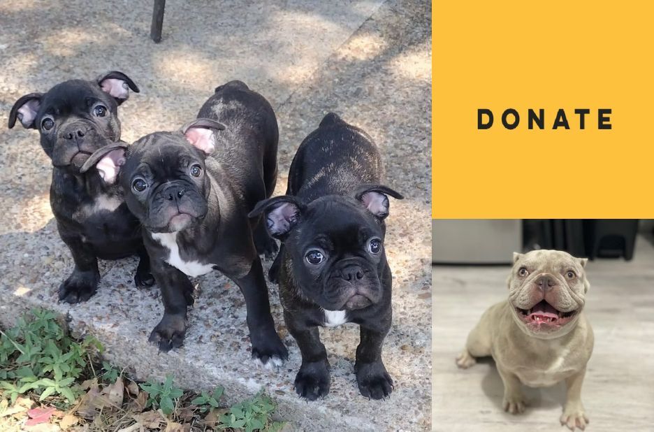 Frenchie Puppies Near Me: Pre-Adoption Checklist for Finding the Right Rescue Frenchie Puppies Near Me: Pre-Adoption Checklist for Finding the Right Rescue