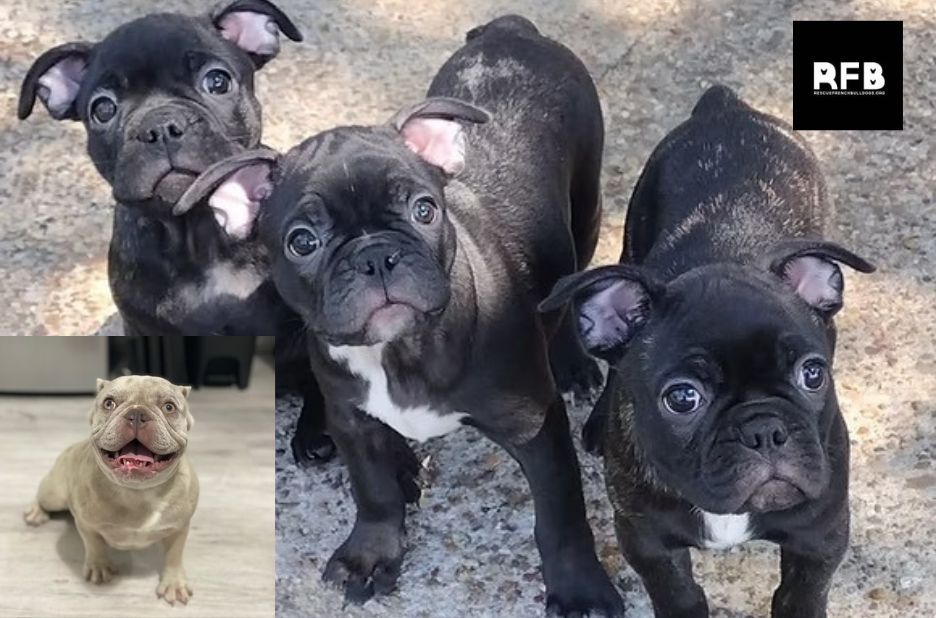 What to Expect When You Need French Bulldog Rescue Help What to Expect When You Need French Bulldog Rescue Help