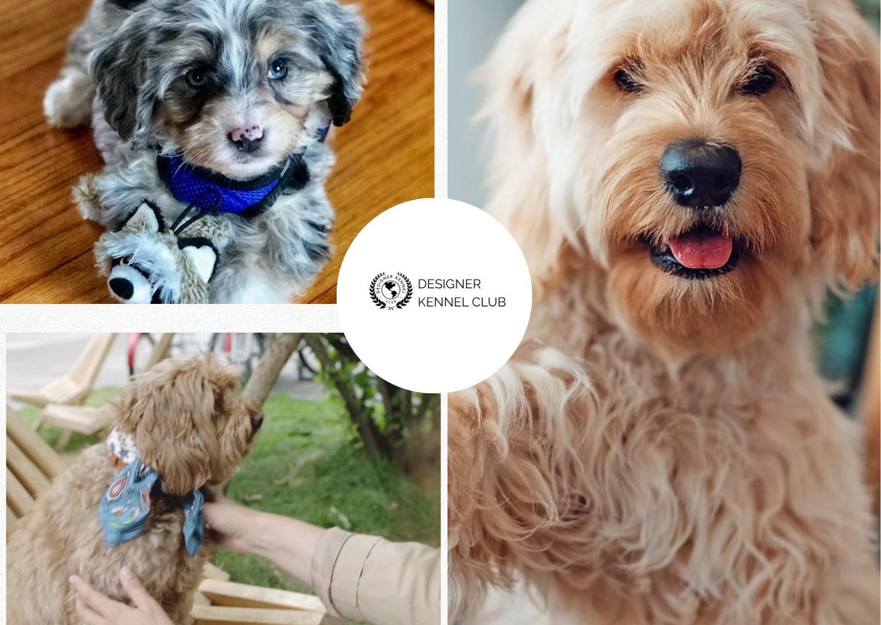 Local Steps to Register a Designer Dog Without AKC Local Steps to Register a Designer Dog Without AKC