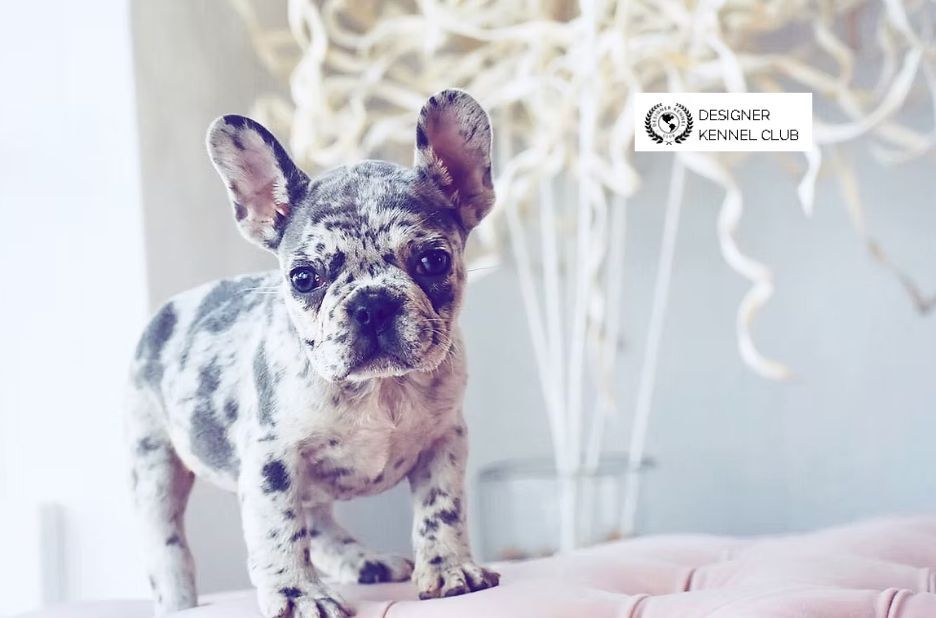Exotic French Bulldog Registration: Proven Steps for Trustworthy Quality Exotic French Bulldog Registration: Proven Steps for Trustworthy Quality