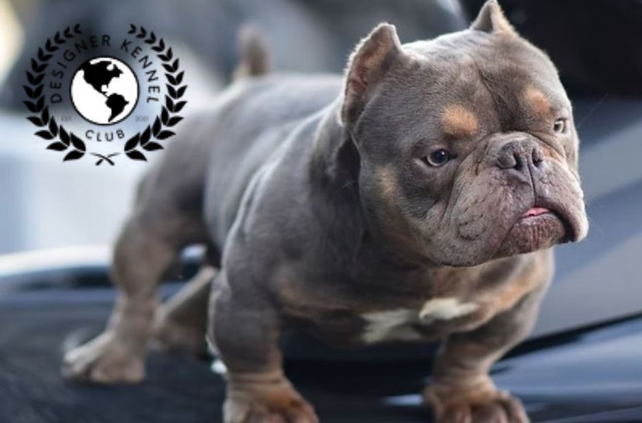 Papeles para perros: guía paso a paso para tener la documentación al día Papeles para perros: guía paso a paso para tener la documentación al día