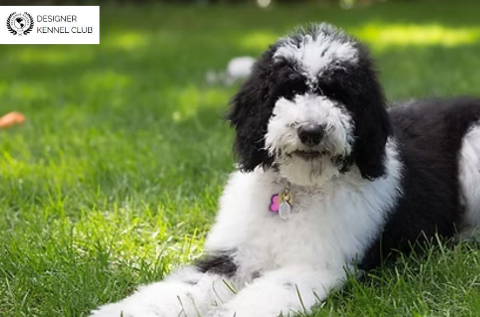 Sheepadoodle Registration: Key Steps to Enroll Your Designer Dog Sheepadoodle Registration: Key Steps to Enroll Your Designer Dog