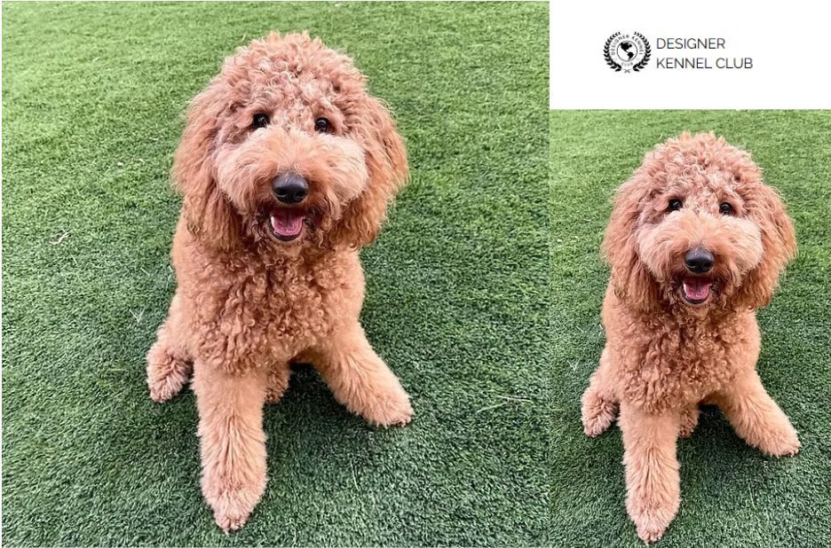 Goldendoodle Registration: A Practical Guide for Getting Started Goldendoodle Registration: A Practical Guide for Getting Started