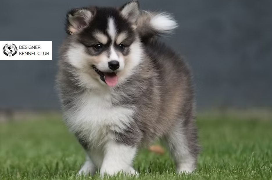 Pomeranian Husky Registration: Key Benefits and What to Prepare Pomeranian Husky Registration: Key Benefits and What to Prepare