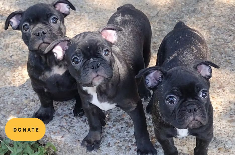 How to Connect with Rescue French Bulldogs and Support Their Next Safe Home How to Connect with Rescue French Bulldogs and Support Their Next Safe Home