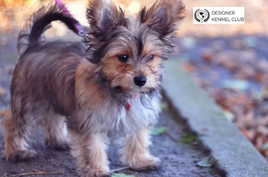 Paperwork Options for Getting Papers for an Unregistered Dog