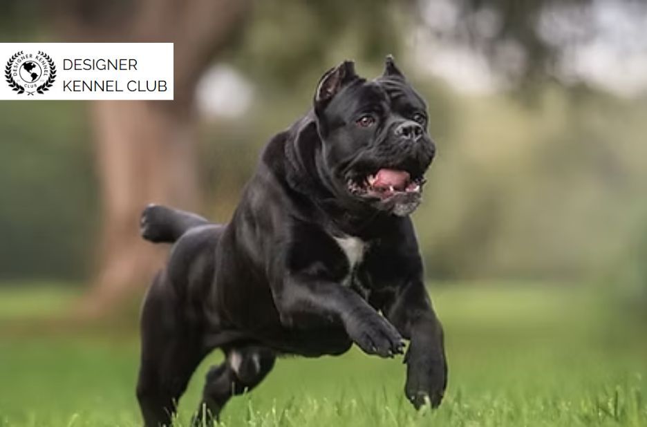 How to Register a Cane Corso Without AKC: Step-by-Step Guide How to Register a Cane Corso Without AKC: Step-by-Step Guide