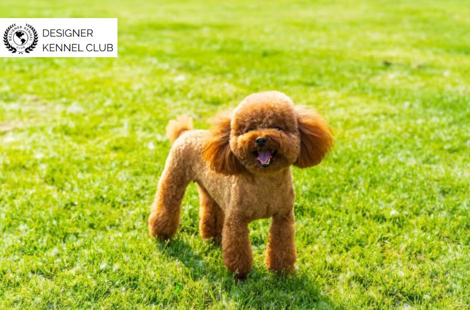 Poodle Registration Checklist for Smart Buyer Choices Poodle Registration Checklist for Smart Buyer Choices