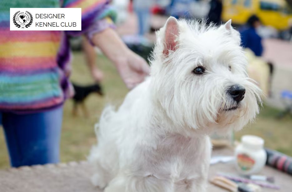 Can You Get Papers for a Dog Without Records? Options Can You Get Papers for a Dog Without Records? Options