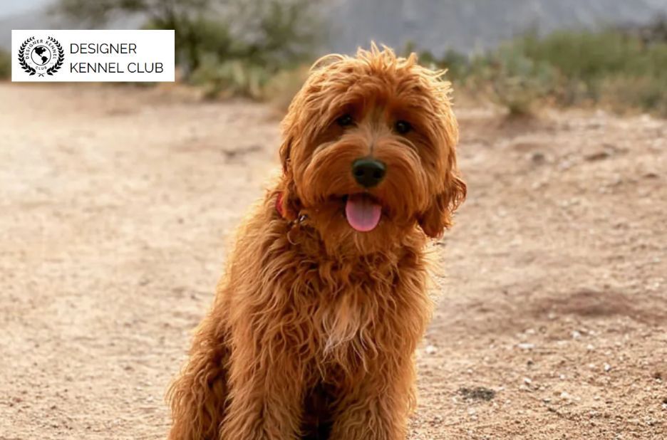 Foundation Dog Registration vs Alternatives for Papers Foundation Dog Registration vs Alternatives for Papers